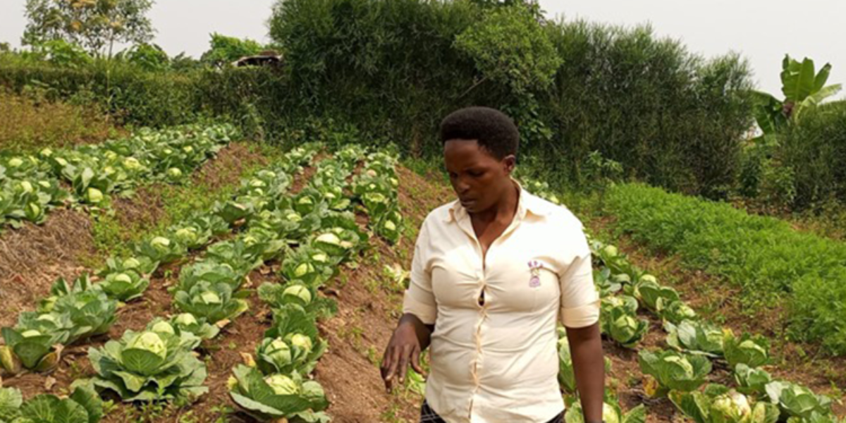 Earning bigger from Cabbage Farming
