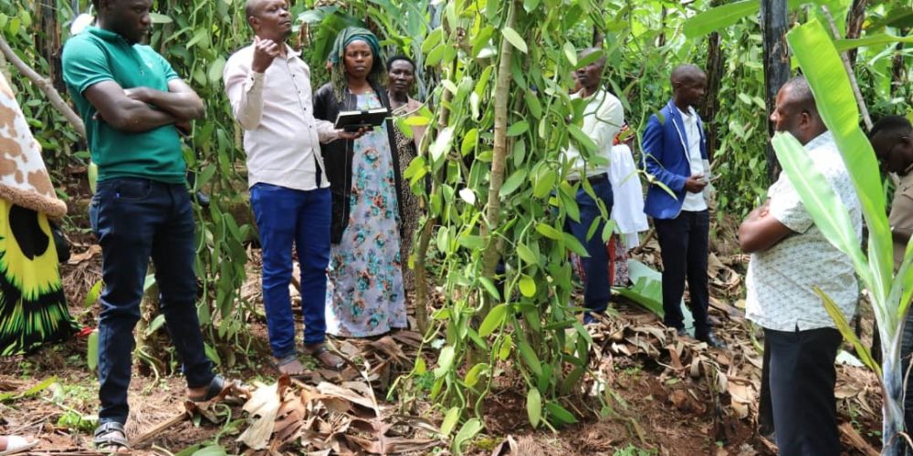Farmers learning from farmers: Strengthening Uganda’s vanilla value chain through exchange visits.